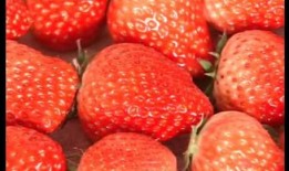 甜蜜草莓爆料视频大全集,揭秘幕后故事与精彩瞬间